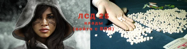 прущие грибы Аркадак